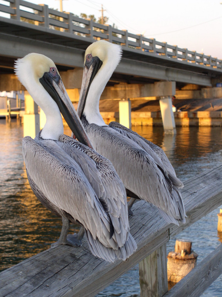 Pelicans at the fishing pier