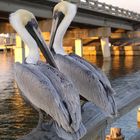 Pelicans at the fishing pier