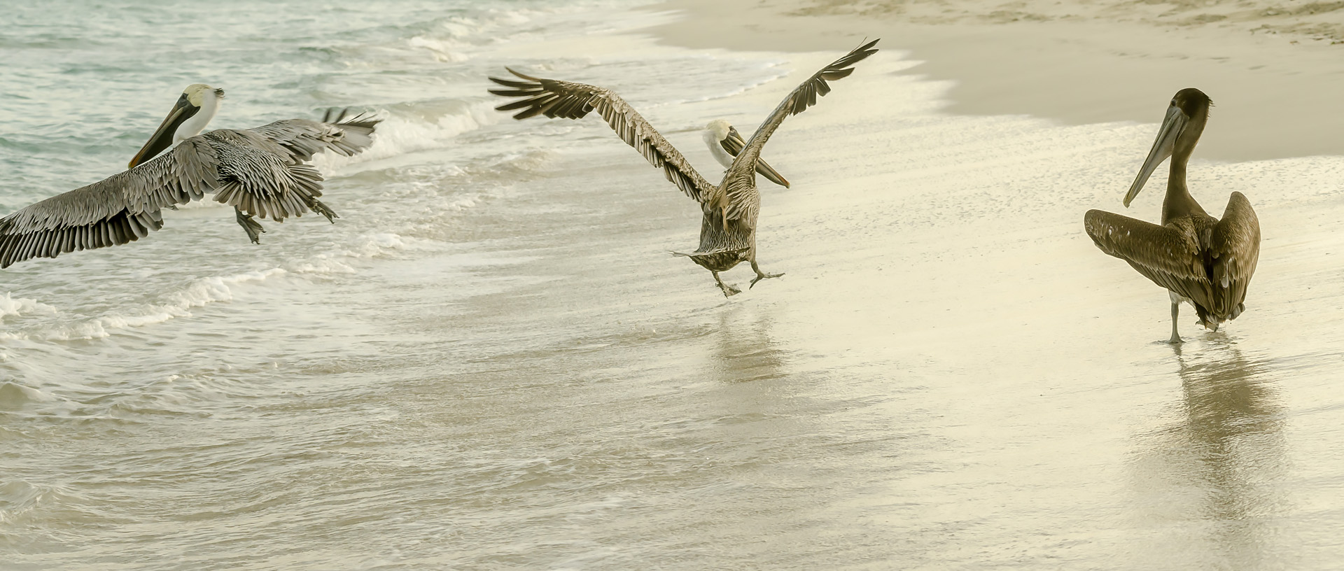 Pelicans at Varadero beach