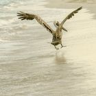 Pelicans at Varadero beach