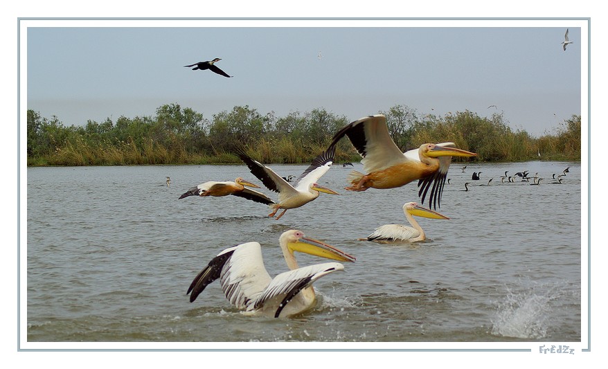 Pélicans au parc de Djoudj