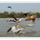 Pélicans au parc de Djoudj