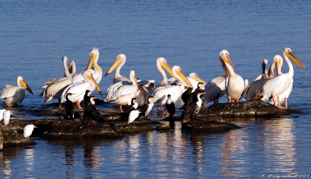 Pelicans