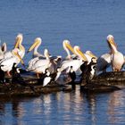 Pelicans