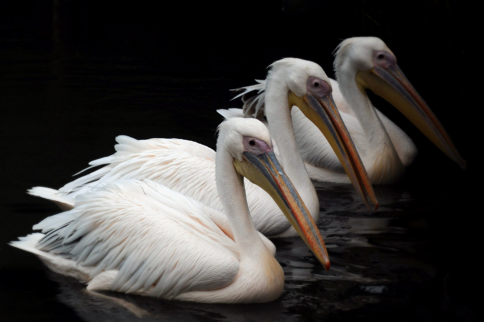 pelicans