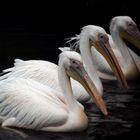 pelicans