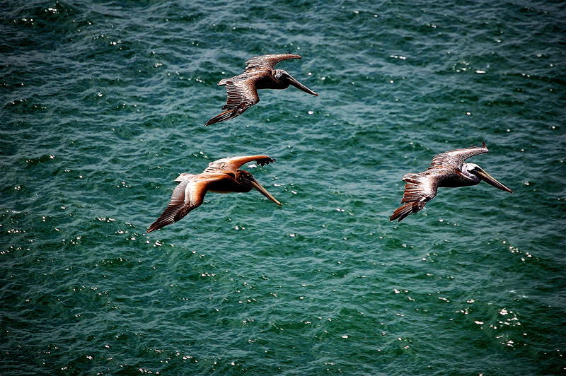 Pelicans