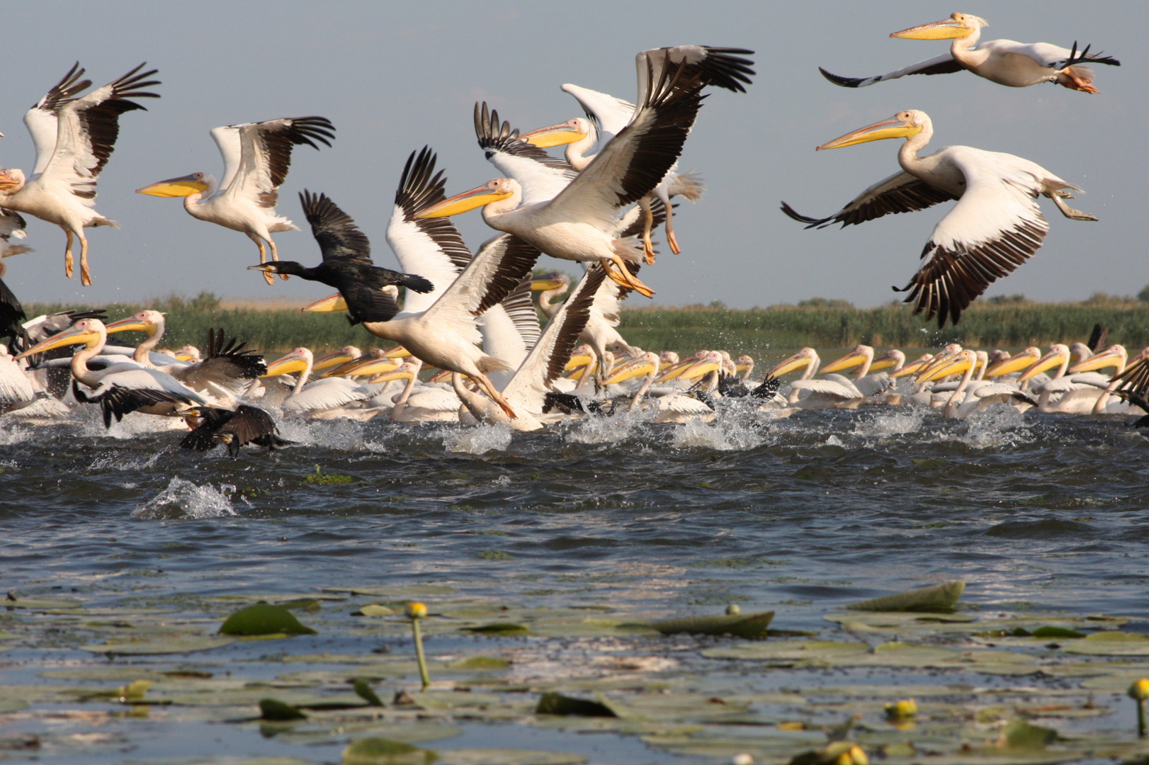 Pélicans dans le Delta du Danube