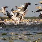 Pélicans dans le Delta du Danube