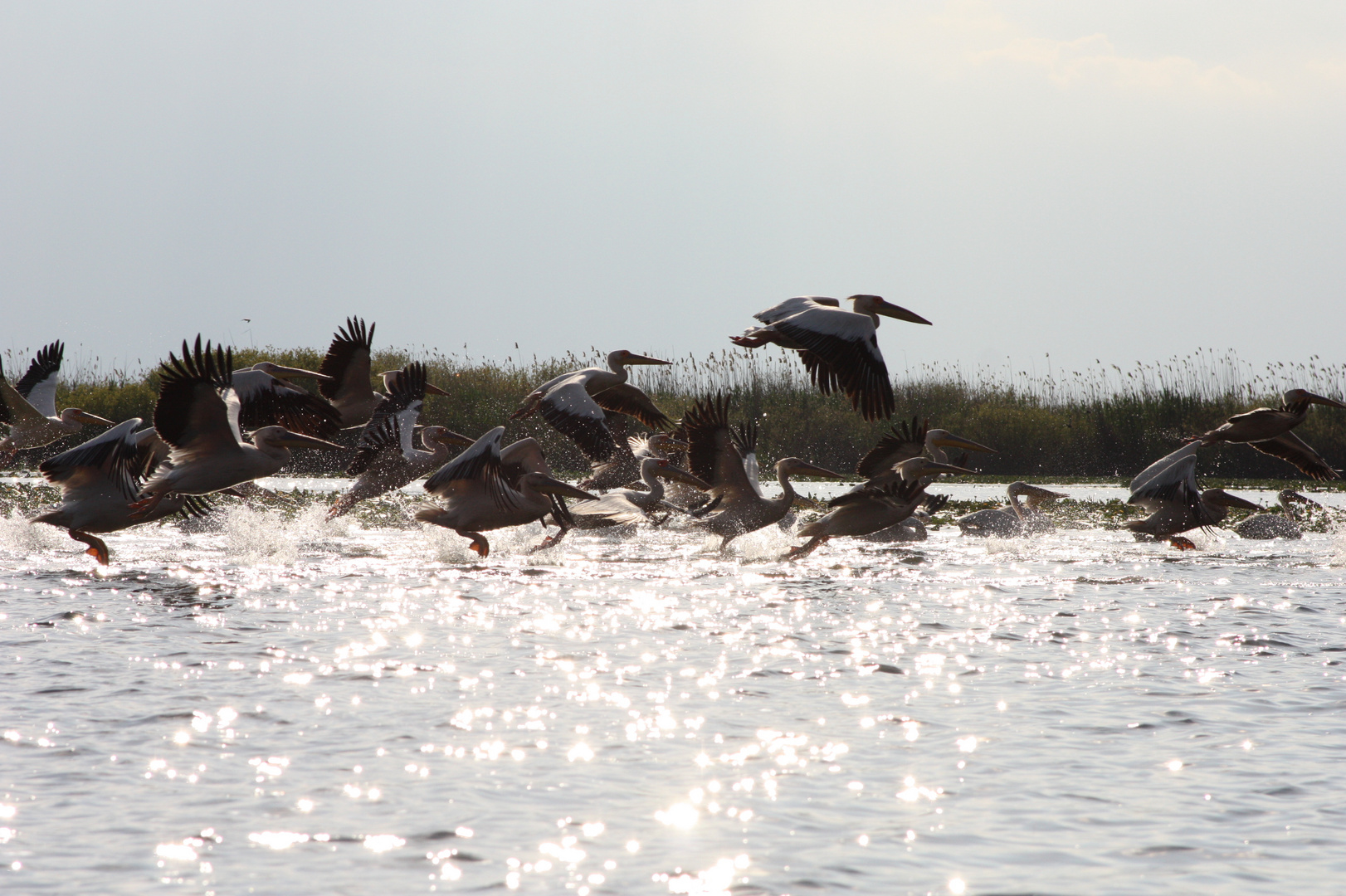 Pélicans dans le Delta du Danube