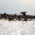 Pélicans dans le Delta du Danube