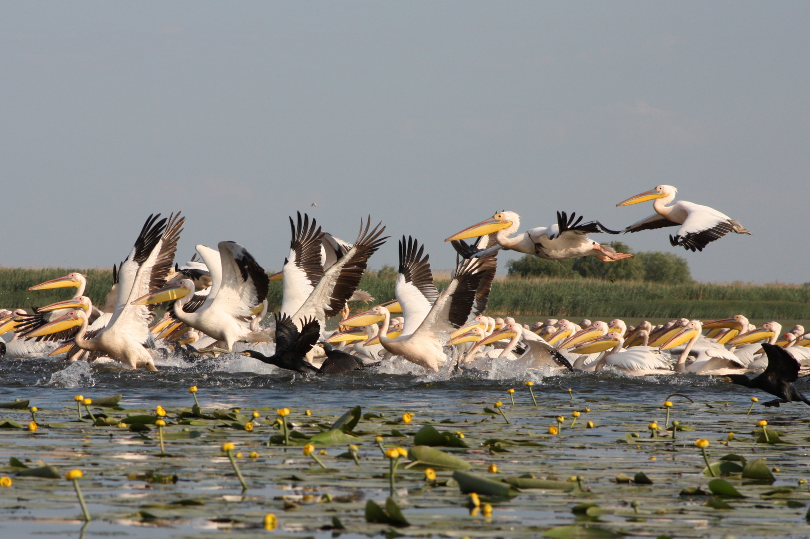 Pélicans dans le Delta du Danube Roumanie