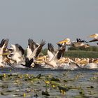 Pélicans dans le Delta du Danube Roumanie