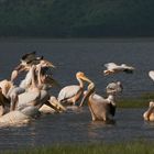 PELICANS