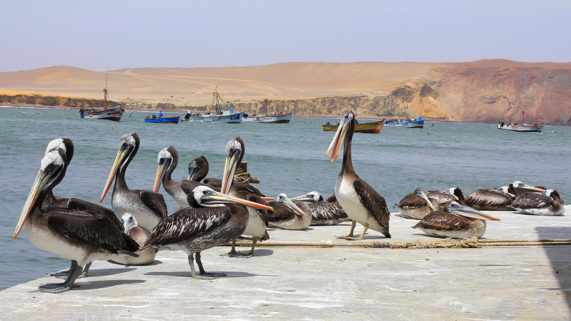 Pélicans des Iles Ballestas au Pérou