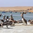 Pélicans des Iles Ballestas au Pérou