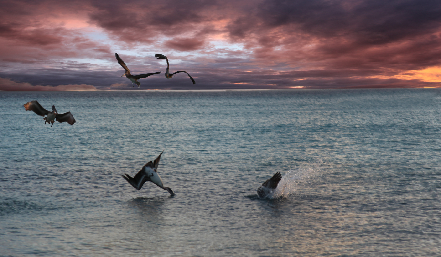 Pelicans diving for fish