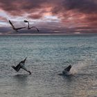 Pelicans diving for fish