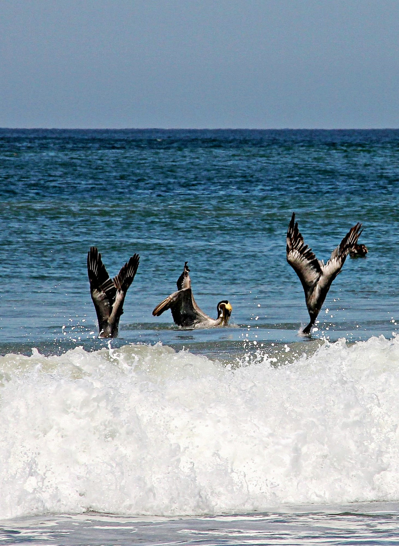 pélicans en plongée