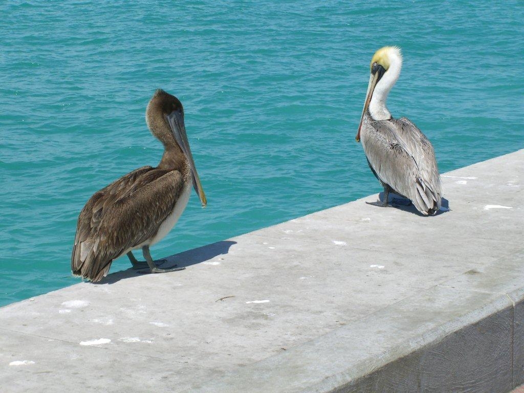 Pelicans enjoying the sunshine