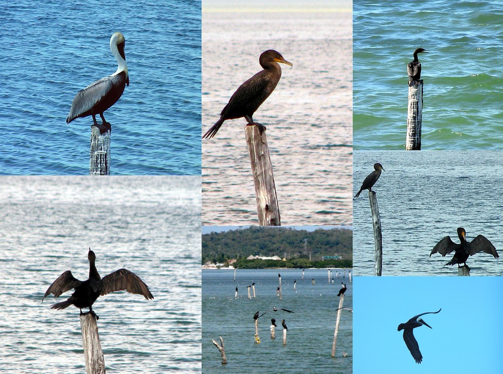 pélicans et cormorans (montage)