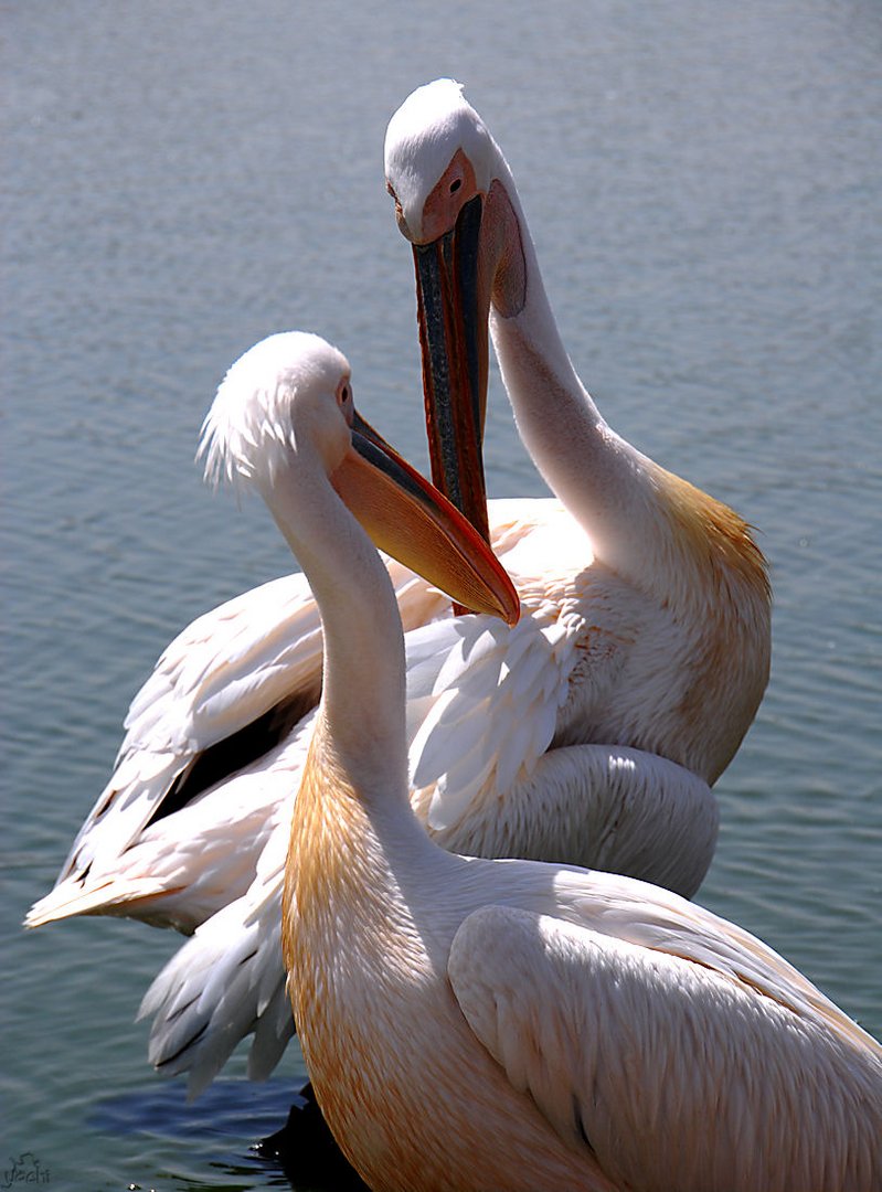Pelicans in Love