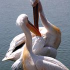 Pelicans in Love