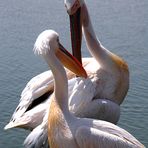 Pelicans in Love