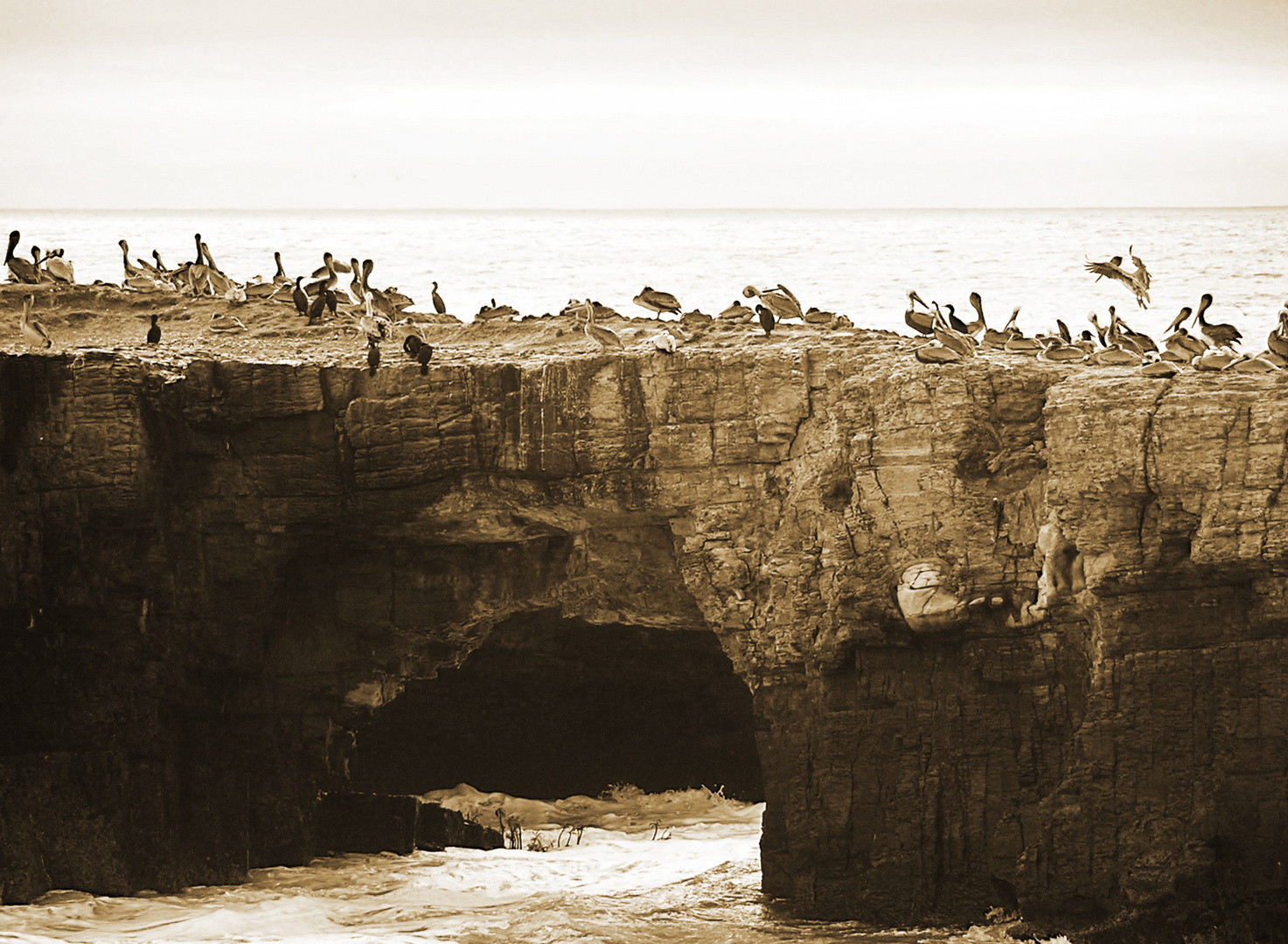 Pelicans in Sepia