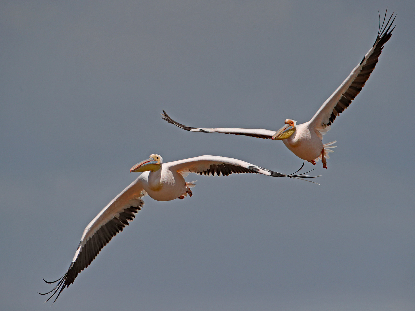 Pelicans in the air