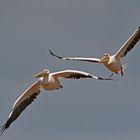 Pelicans in the air