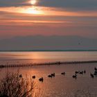 PELICANS IN THE LAKE.......