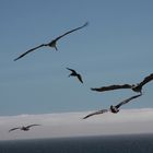 PELICANS IN THE SKY