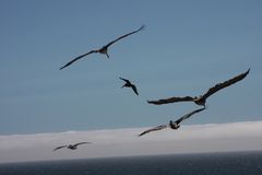 PELICANS IN THE SKY