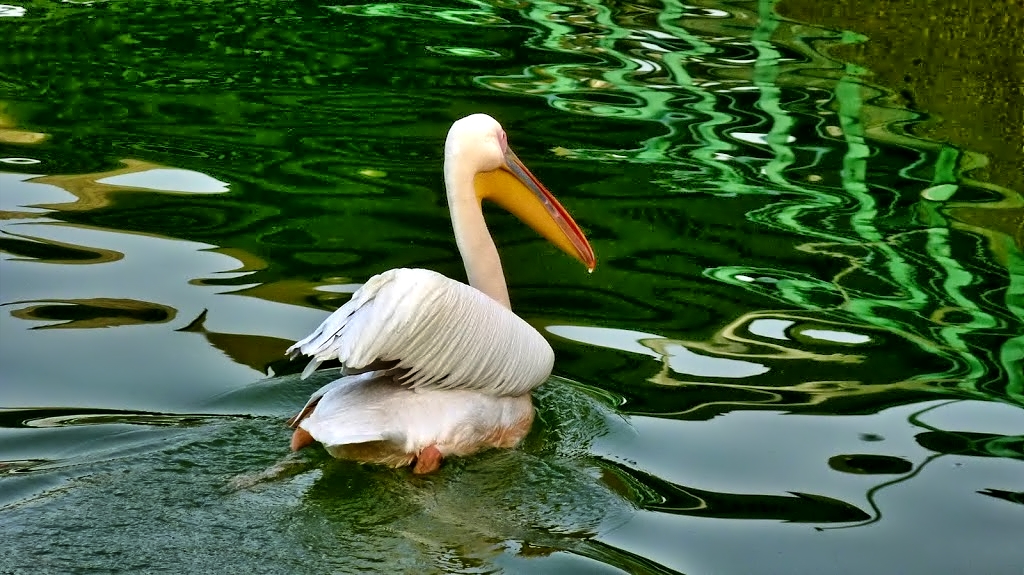 PELICANS -ISRAEL