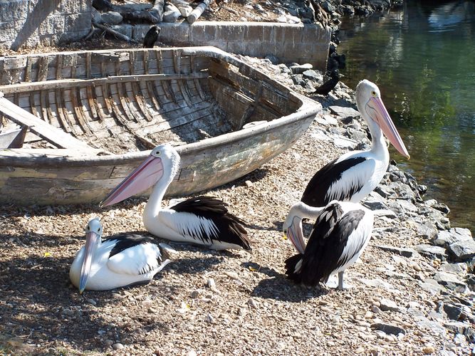 Pelicans, life of luxury!