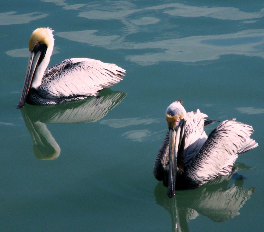 Pelicans on the bay