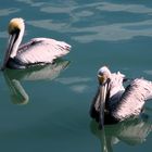 Pelicans on the bay