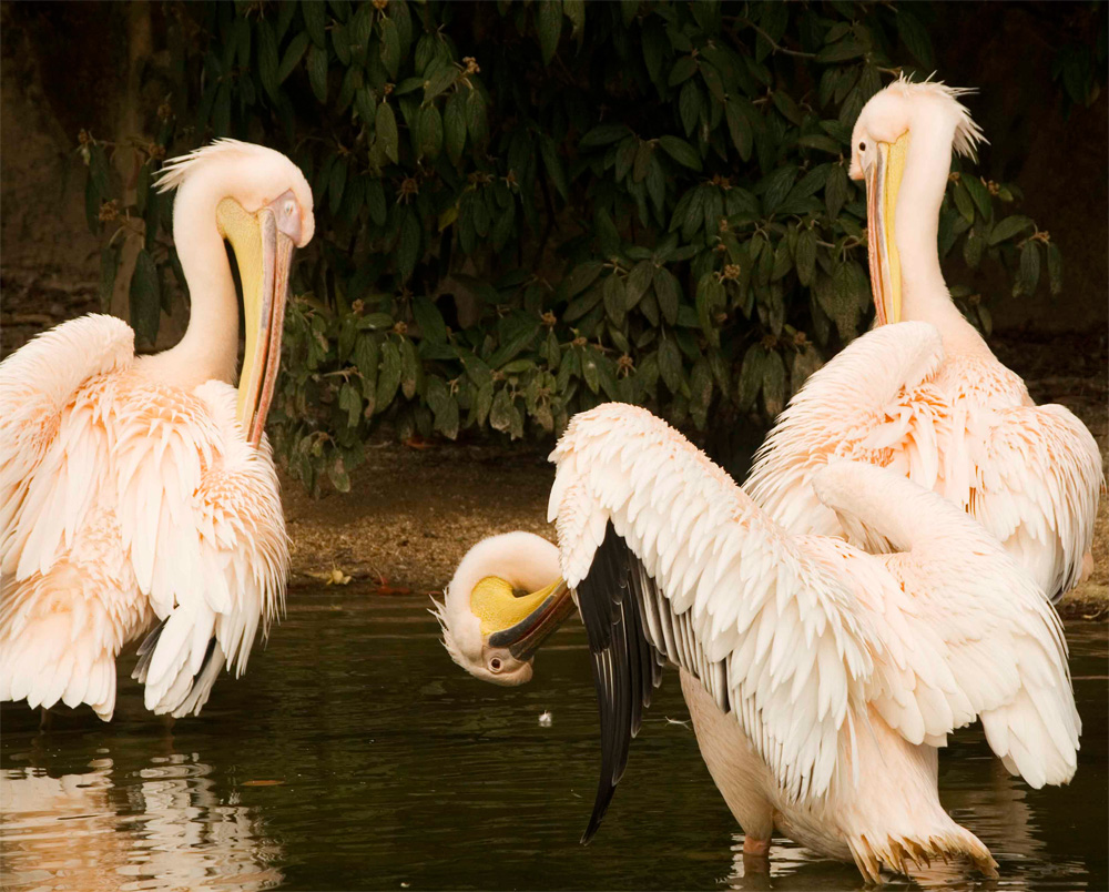 Pélicans - parc de la tête d'or