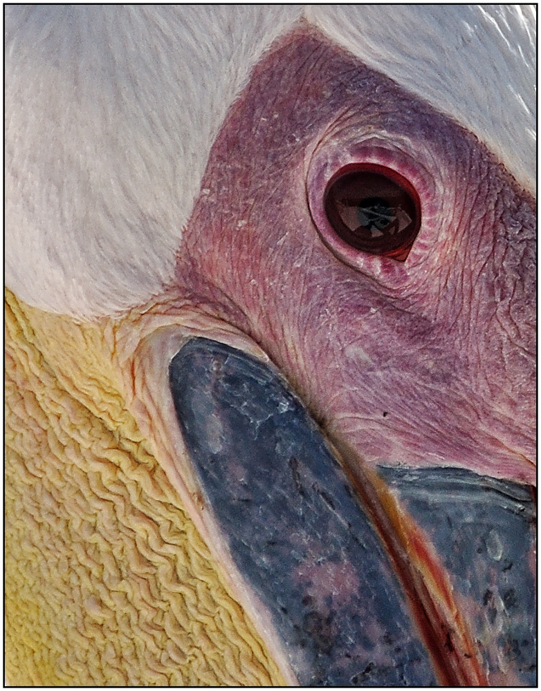 Pelicanus Eye...