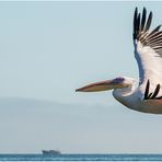 pelicanus onocrotalus......