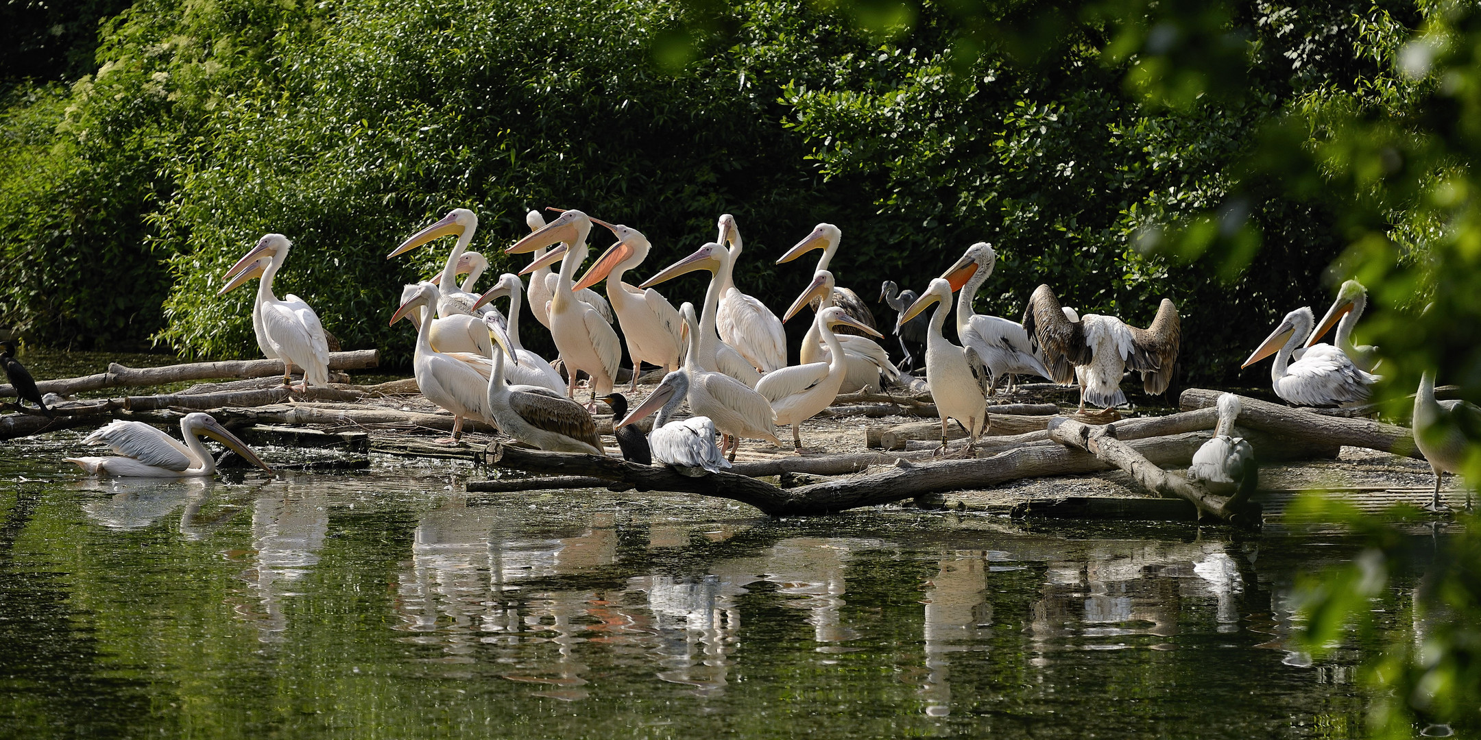 Pelika Kolonie im Nürnberger Zoo