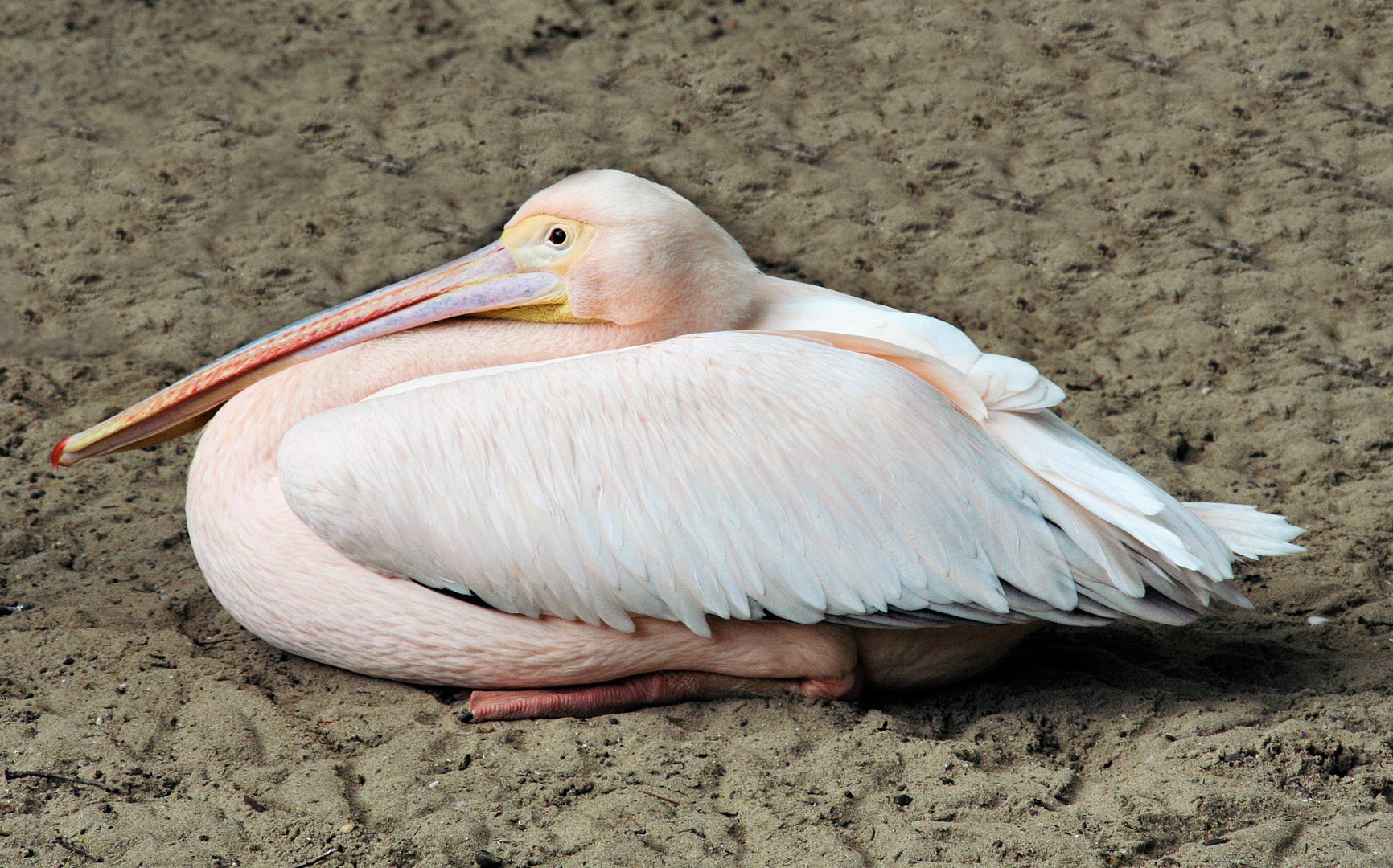 pelikaan heeft net zijn dutje uit