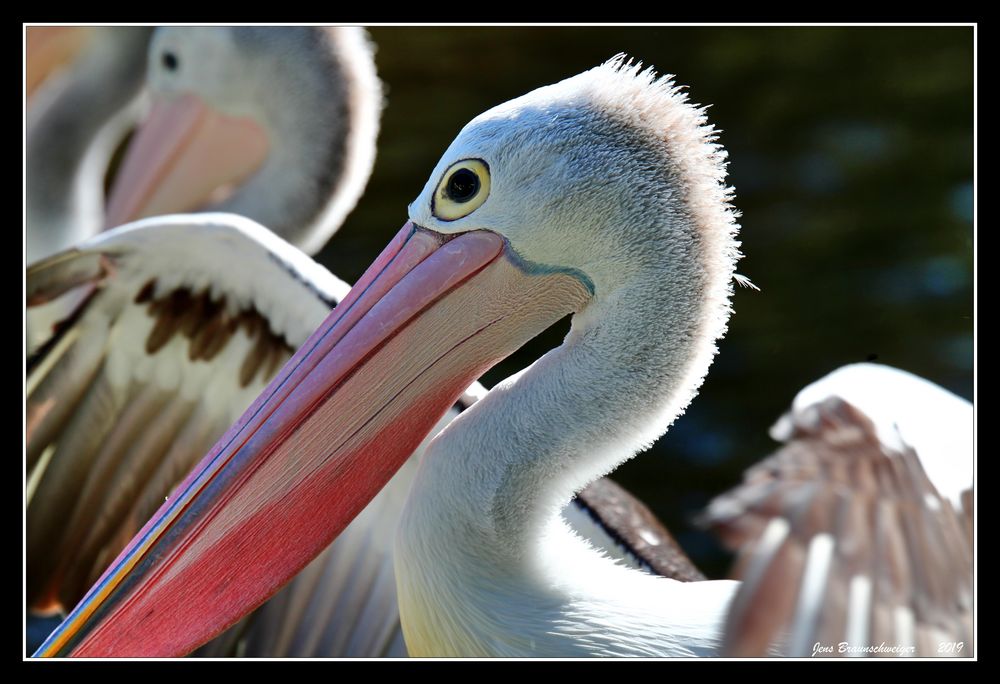 Pelikan Foto & Bild tiere, wildlife, wild lebende vögel Bilder auf Pelikan Foto & Bild tiere, wildlife, wild lebende vögel Bilder auf