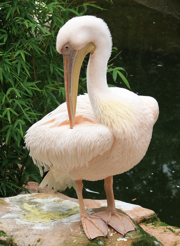 Pelikan Foto & Bild | tiere, zoo, wildpark & falknerei, vögel Bilder ...