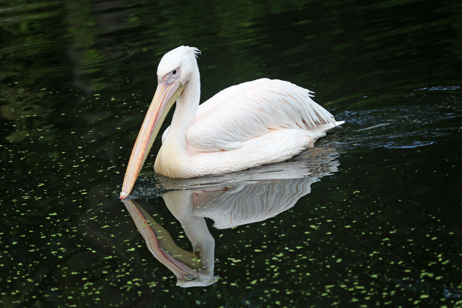 Vogel Bild Pelikan Vogel Bilder Vogel Bild Pelikan Vogel Bilder
