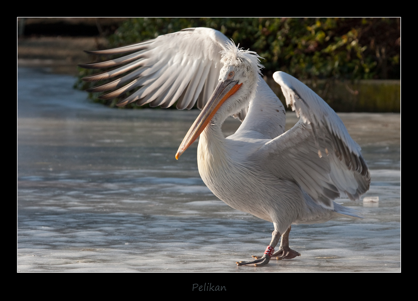  Pelikan  Foto Bild tiere zoo wildpark falknerei 