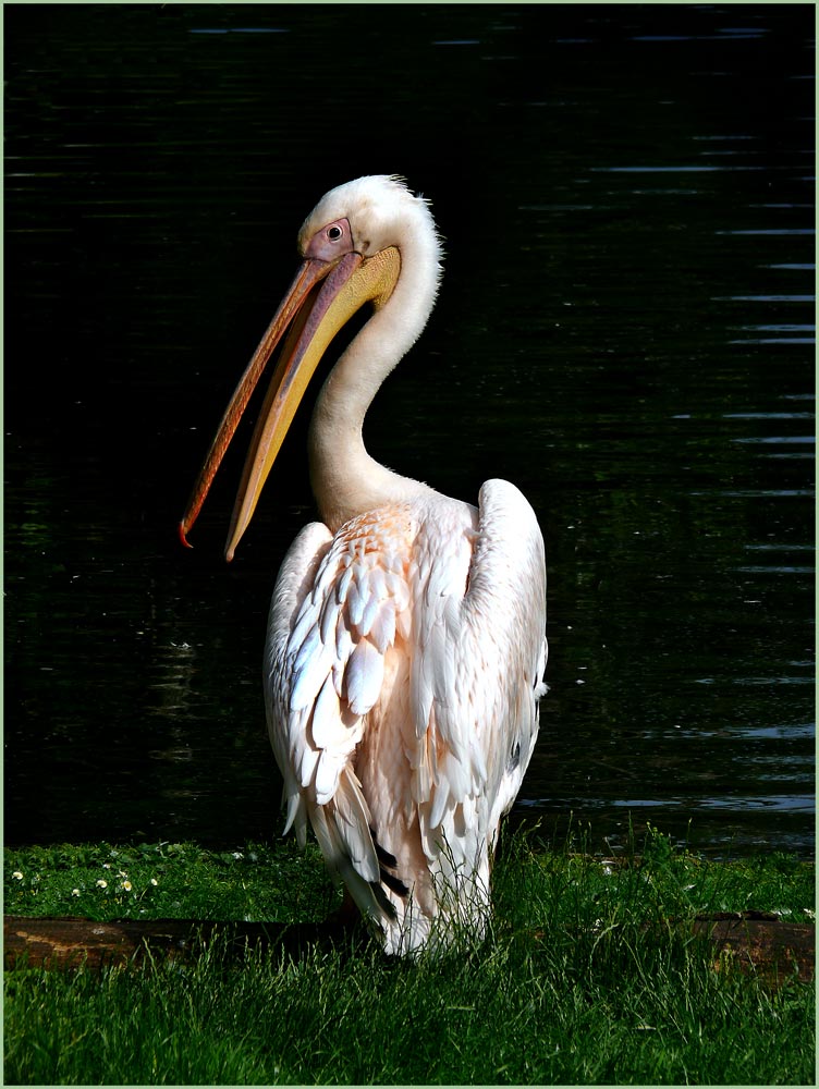 PELIKAN 2007 im Kölner Zoo