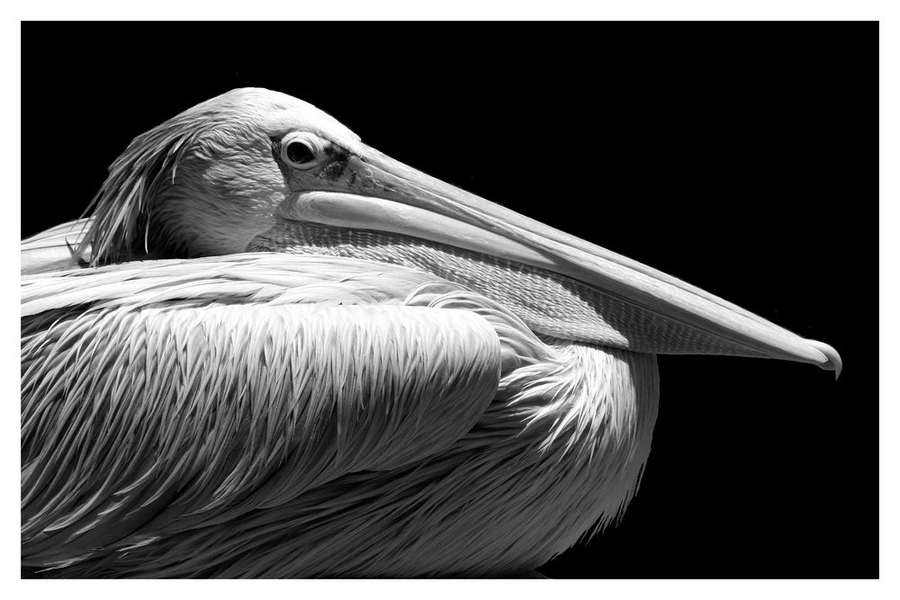 Pelikan von G. Delazer 