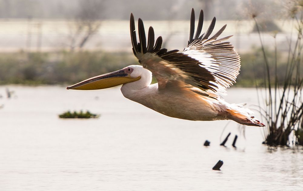 Pelikan Foto Bild tiere wildlife wild lebende v gel Pelikan Foto Bild tiere wildlife wild lebende v gel